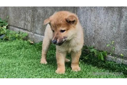 成約済の福岡県のミックス犬-368769の5枚目